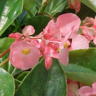 Annual_Begonia Dragon Wing Pink3