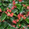 Begonia Dragon Wing Red (Shade)