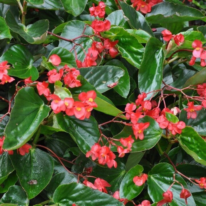 Begonia Dragon Wing Red (Shade)
