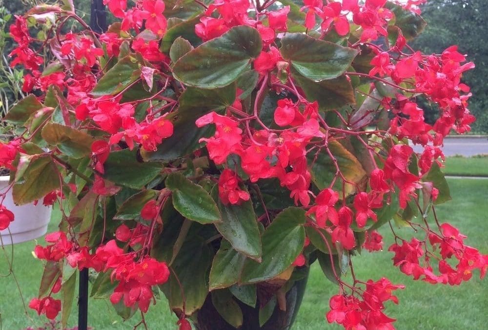 Dragon Wing Red Begonia