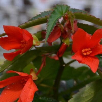 Annual_Begonia Mistral Orange
