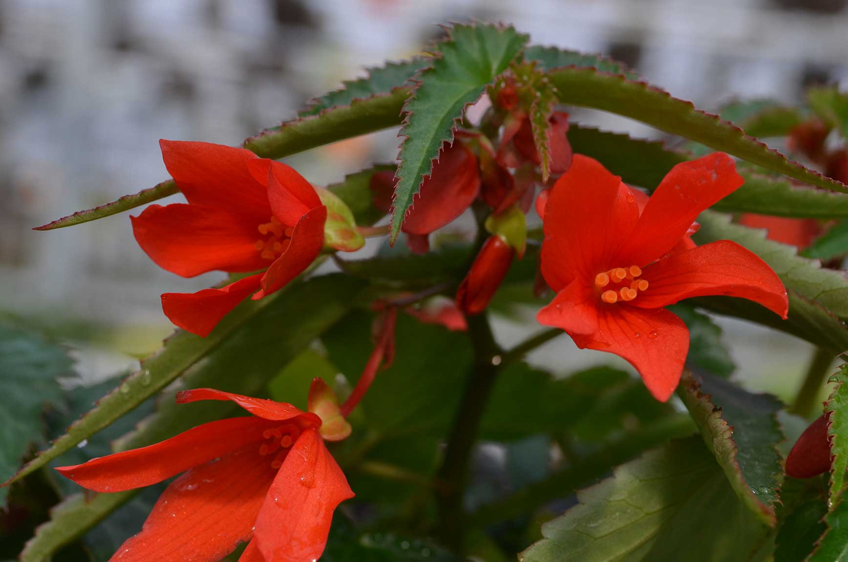 Annual_Begonia Mistral Orange