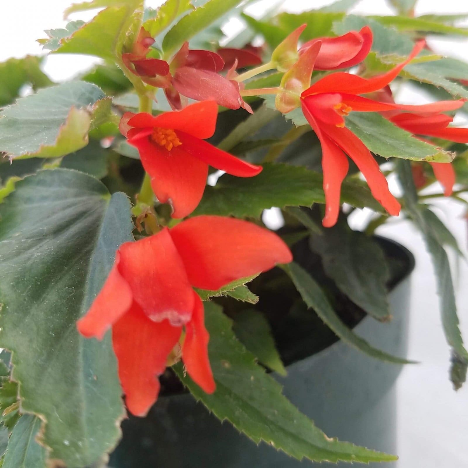 Annual_Begonia Mistral Orange2