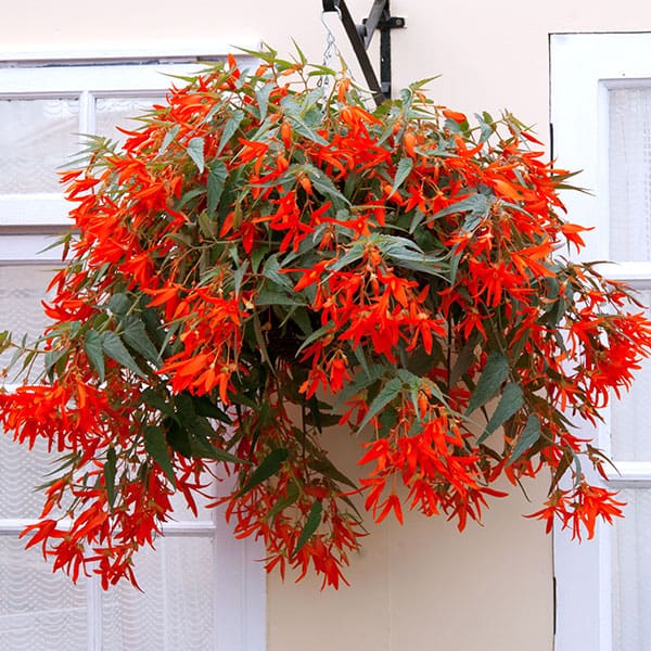 Annual_Begonia Mistral Orange3