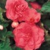 Begonia Non-stop Pink (Shade)
