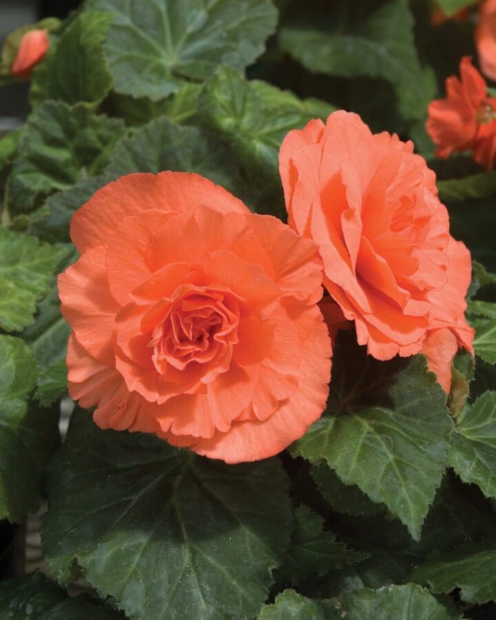Non-Stop Salmon Begonia