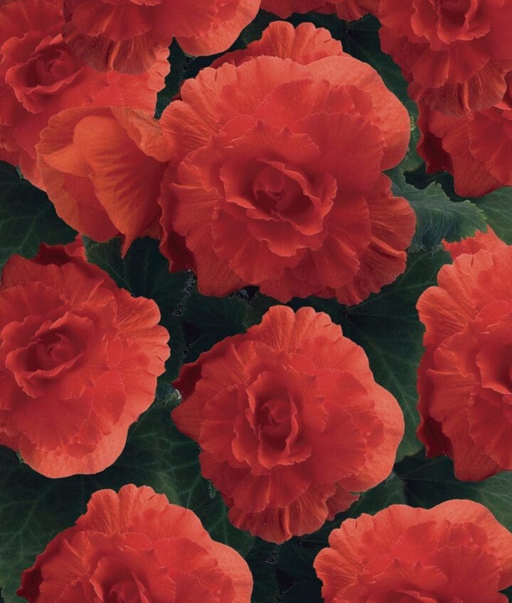 Non-Stop Salmon Begonia - Image 2