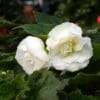 Begonia Non-stop White