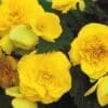 Begonia Non-stop Yellow (Shade)