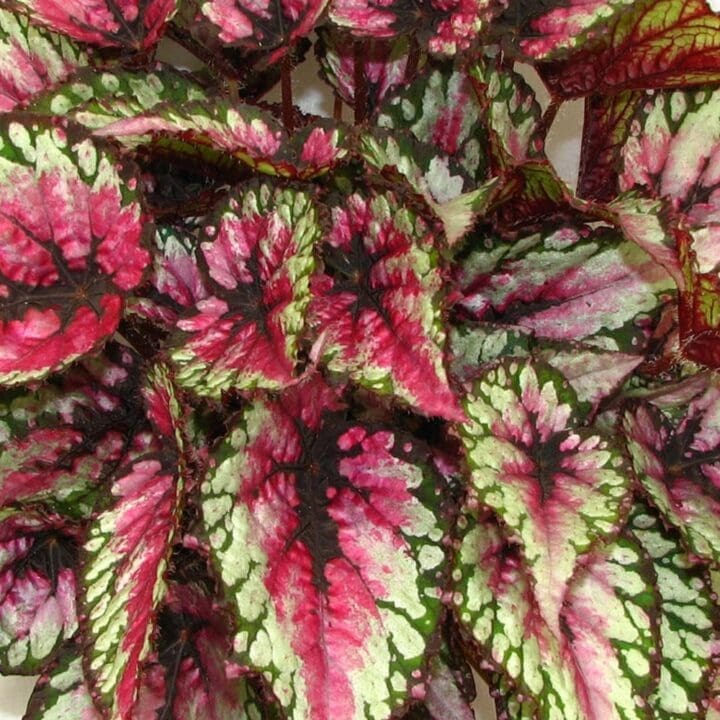 Begonia - Rex - Shop Pahl's Online