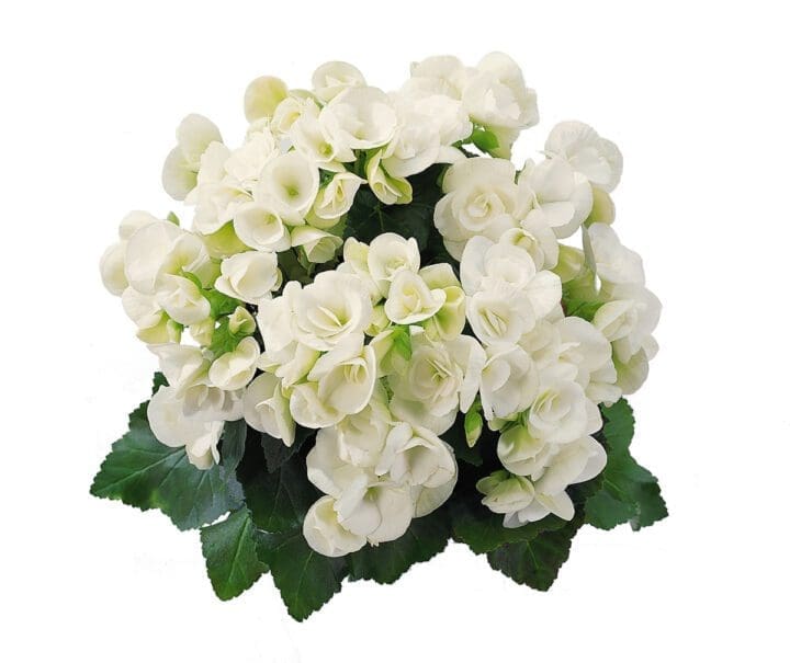 Clara-White Rieger Begonia - Image 3