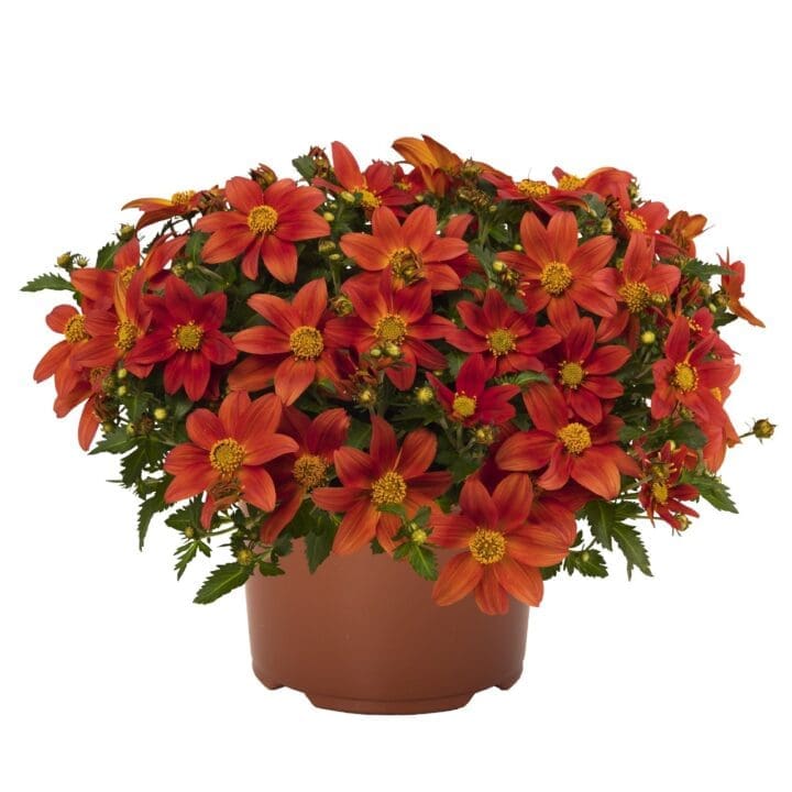 Bidy Boom Red Bidens - Image 2