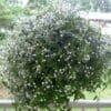 Bridal Veil Tahitian  (Shade)