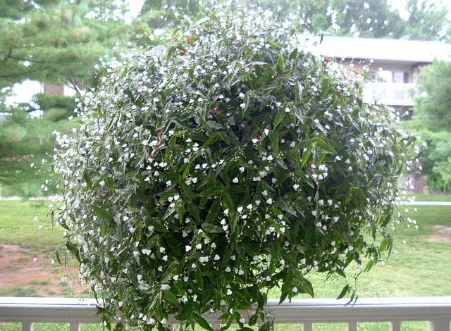 Tahitian Bridal Veil Pahl S Market Apple Valley Mn