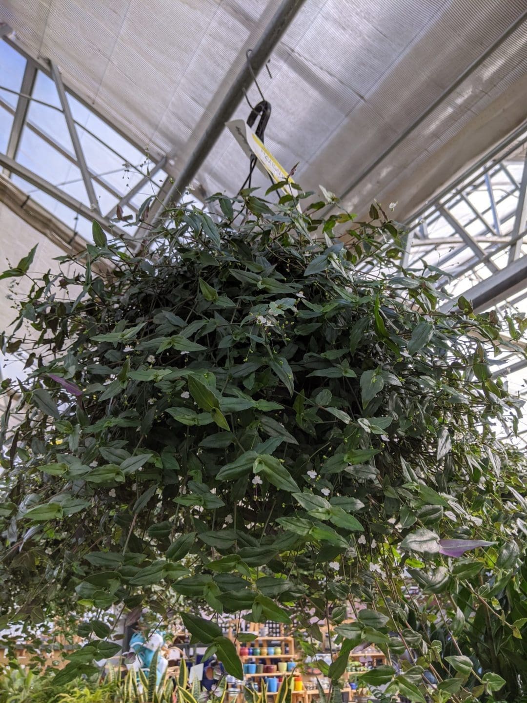 Tahitian Bridal Veil Pahl's Market Apple Valley, MN