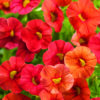 Calibrachoa Callie Deep Orange (Sun)