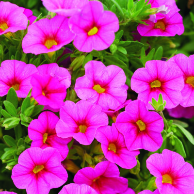 Superbells Pink Calibrachoa