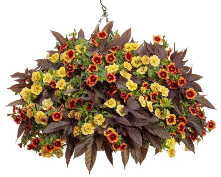 Superbells Tangerine Punch Calibrachoa - Image 2