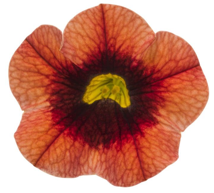 Superbells Tangerine Punch Calibrachoa - Image 3