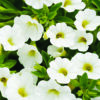 Calibrachoa Callie White (Sun)
