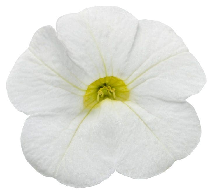 Superbells White Calibrachoa - Image 3