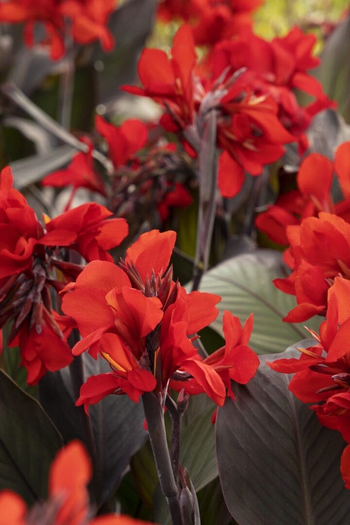 Cannova Bronze Scarlet Canna