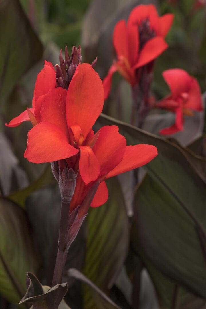 Cannova Bronze Scarlet Canna - Image 3