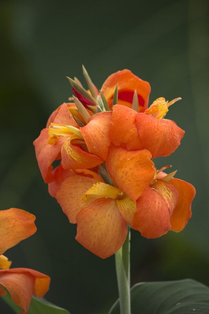 Cannova Orange Shades Canna - Image 2