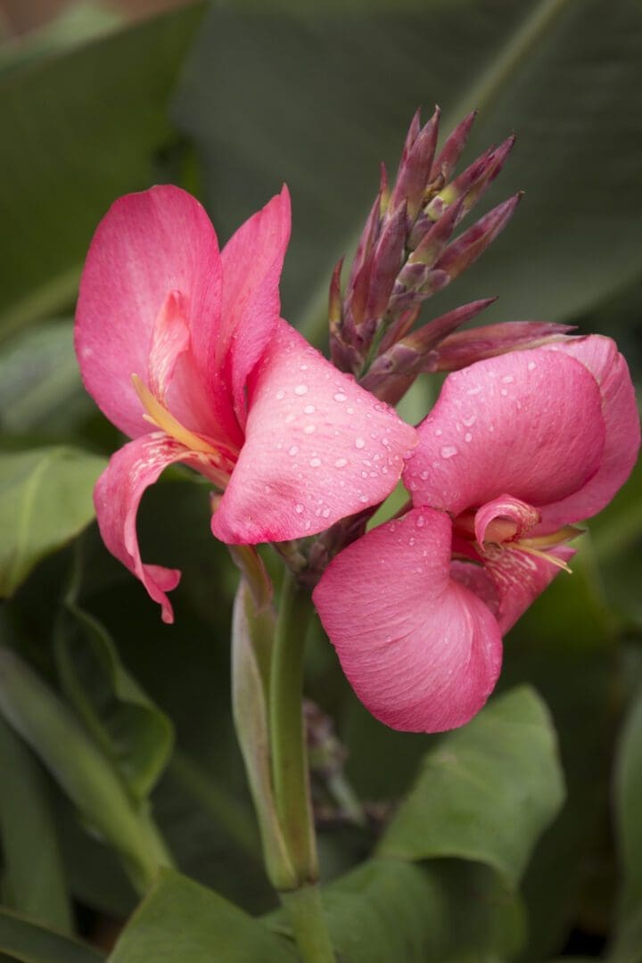 Cannova Rose Canna
