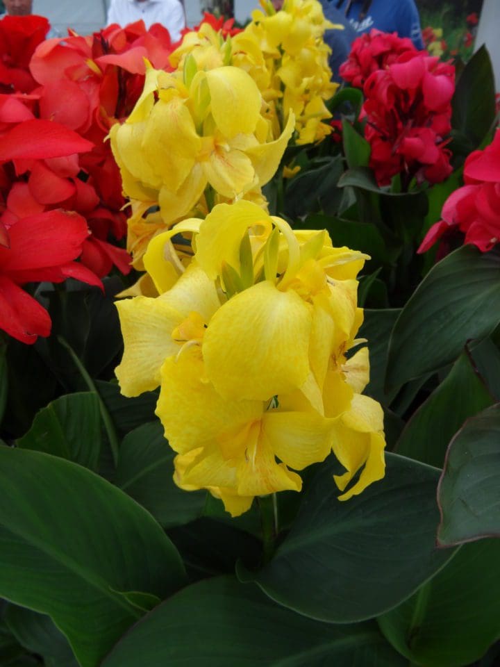 Cannova Yellow Canna