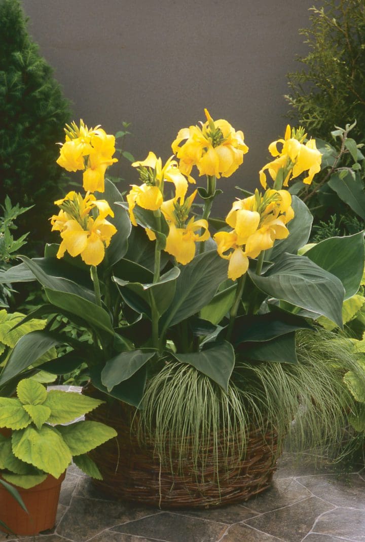 Cannova Yellow Canna - Image 3