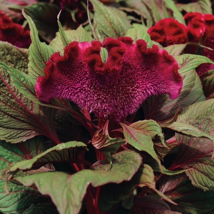Dracula Celosia