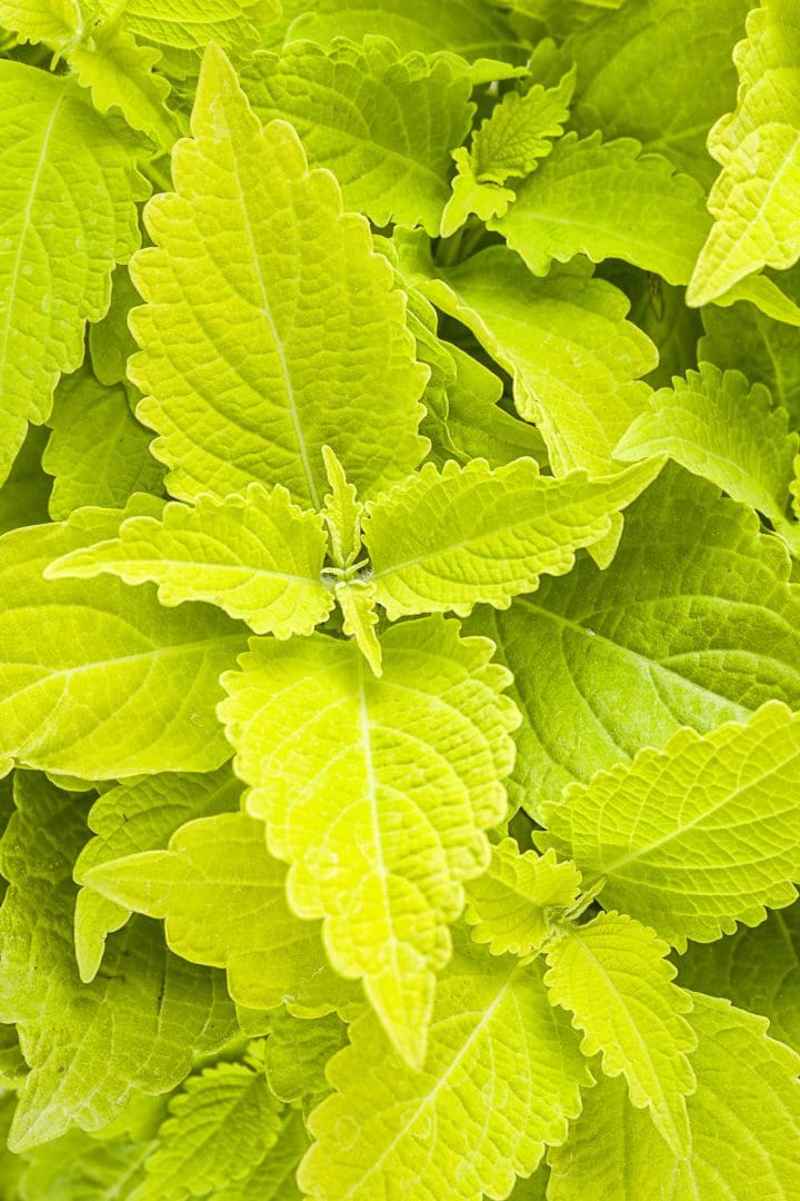 ColorBlaze Lime Time Coleus