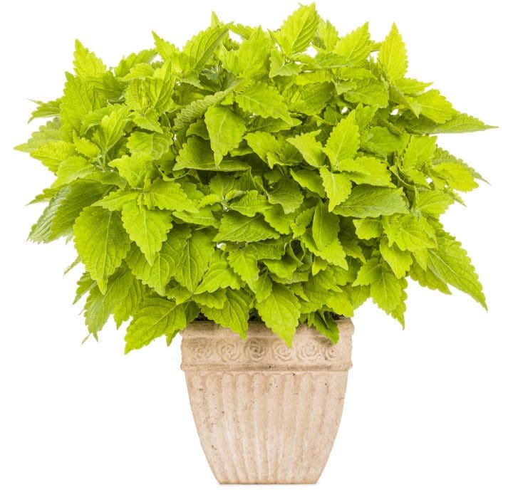 ColorBlaze Lime Time Coleus - Image 2