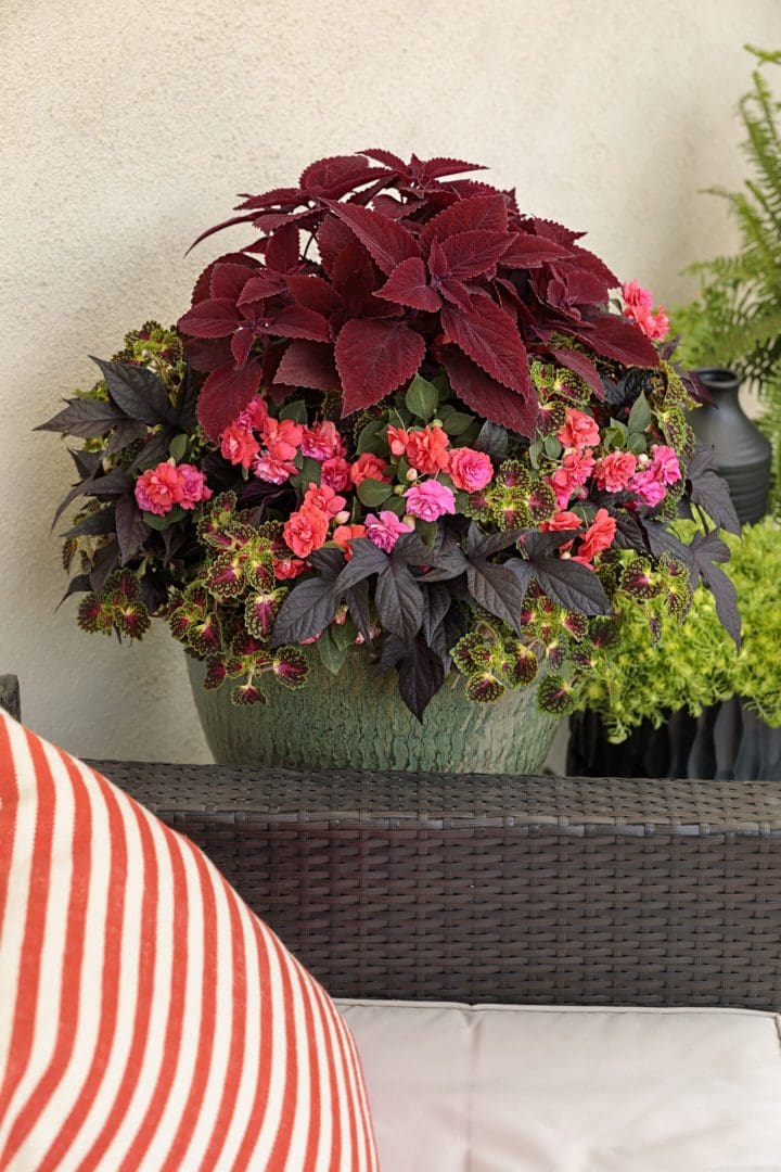 ColorBlaze Rediculous Coleus - Image 3