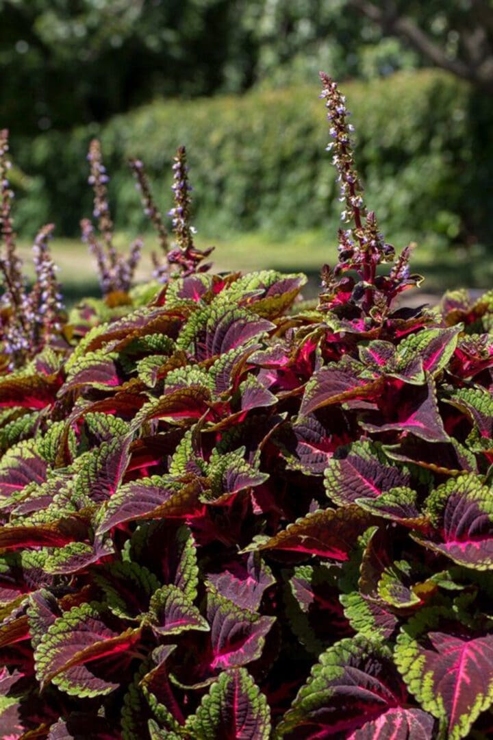 ColorBlaze Torchlight Coleus - Image 2