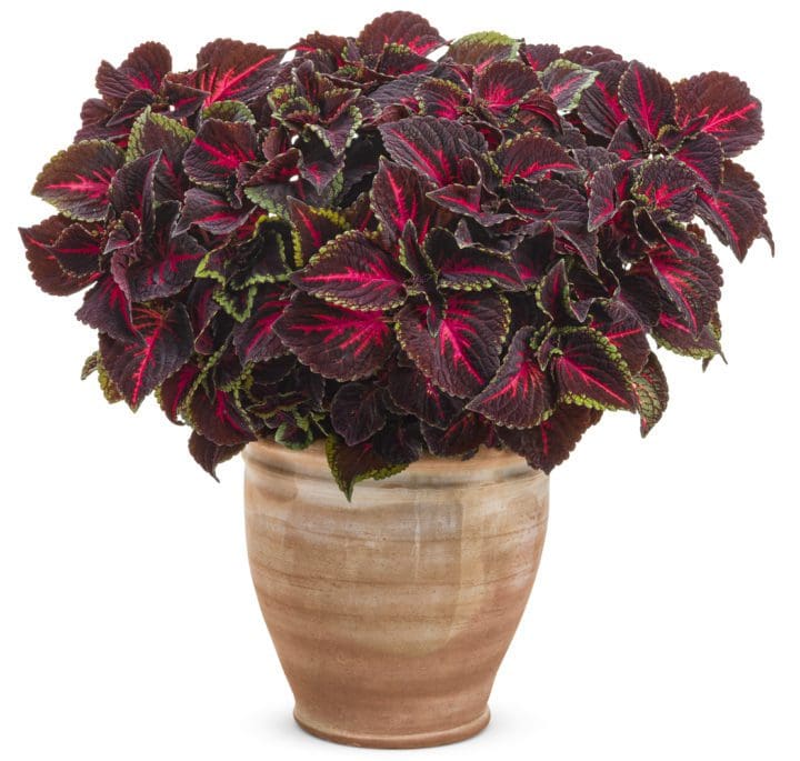 ColorBlaze Torchlight Coleus - Image 3