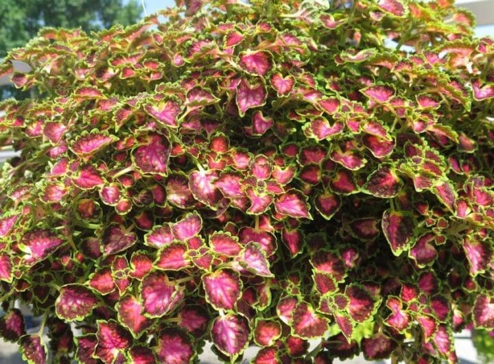 Great Falls Angel Trailing Coleus - Image 3
