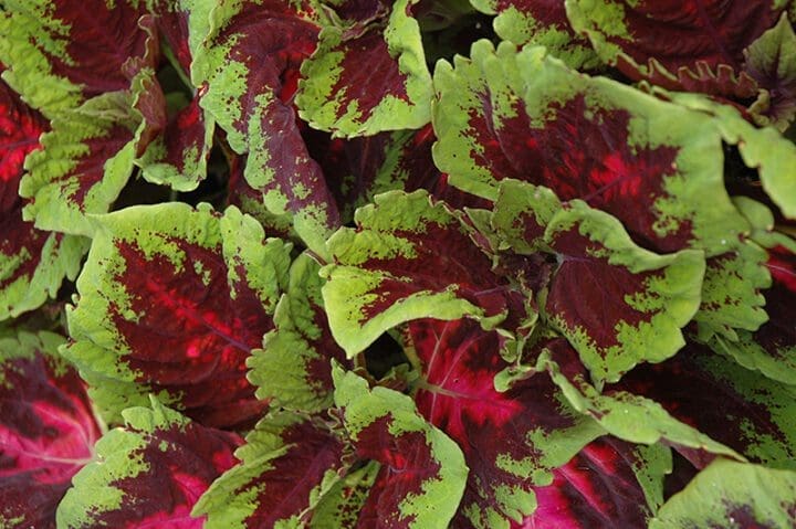 Kong Red Coleus - Image 3