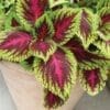 Coleus Kong Red (Shade)