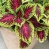 Coleus Kong Rose (Shade)