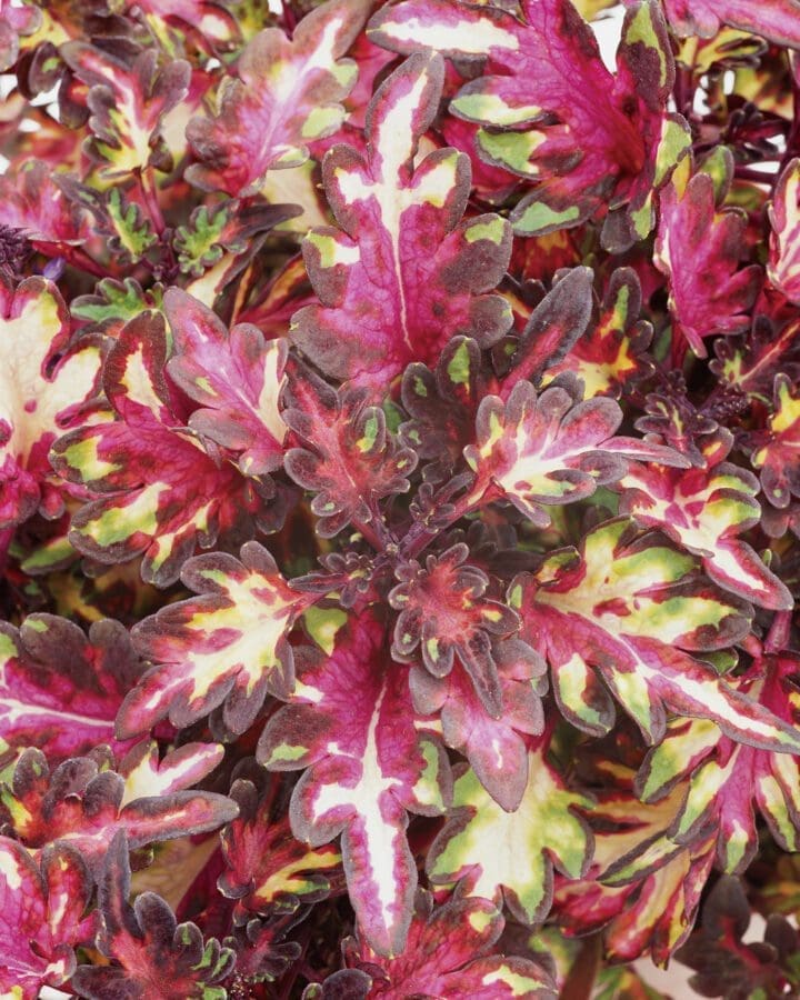 Merlin's Magic Coleus