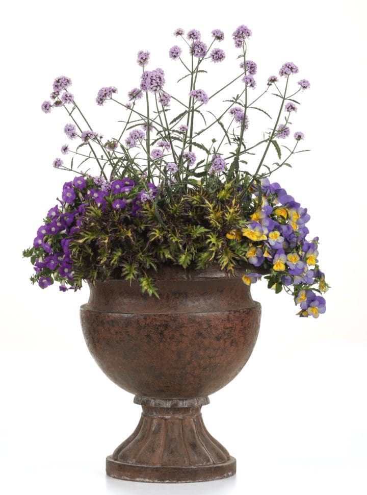 Merlin's Magic Coleus - Image 2