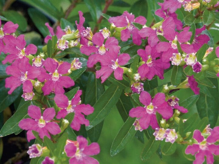 Lavender Lace Cuphea