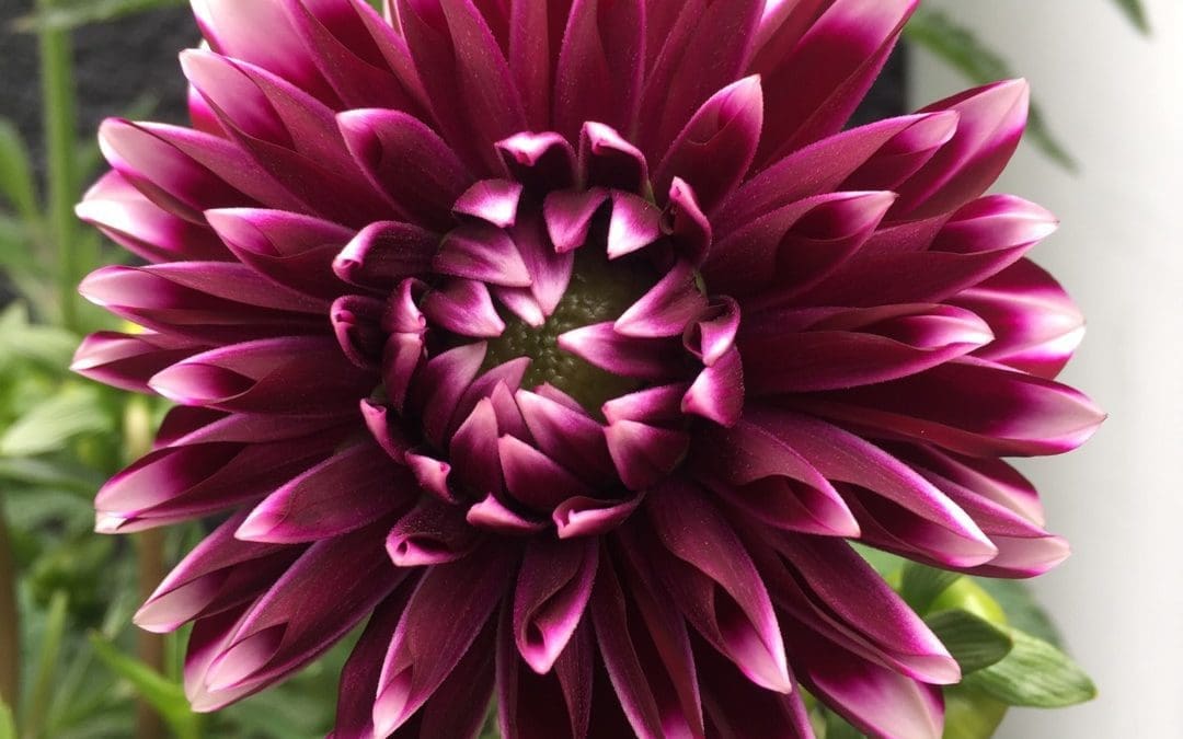Dalina Grande Cancun Dahlia