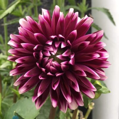 Dalina Grande Cancun Dahlia
