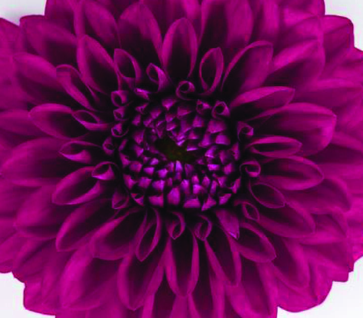 Dalina Grande Castillo Dahlia - Image 2