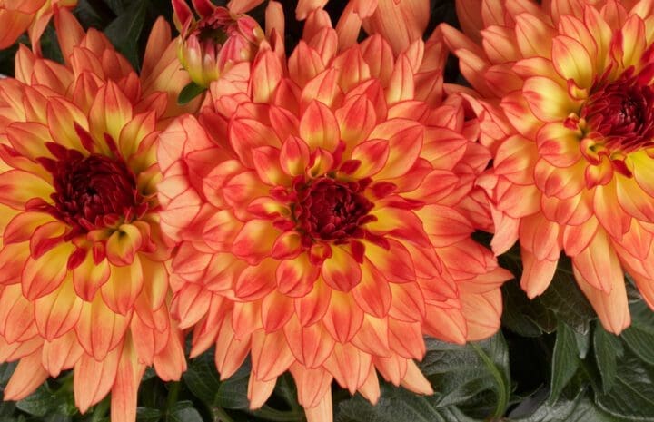 Dalina Grande Emilio Dahlia - Image 2
