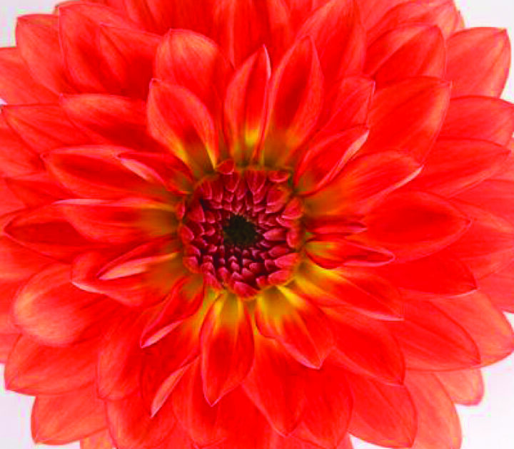 Dalina Grande Emilio Dahlia - Image 3