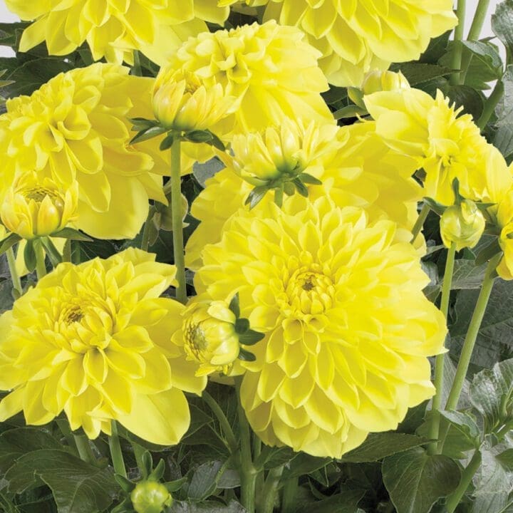 Dalina Grande Romero Dahlia